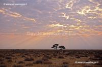 Etosha 80-8-08